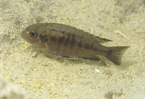 Tropheops sp. 'yellow gular' Chiofu Bay